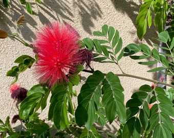 Calliandra haematocephala  / Live Plant / Pink Powder Puff Tree