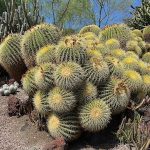 Echinocactus grusonii ( Golden Barrel Cactus ) / 4&quot; Live Plant / Desert Cactus Plant