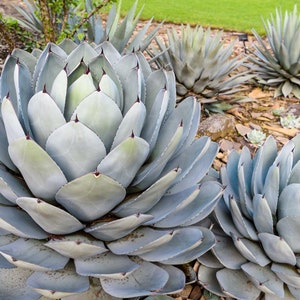 Agave parryi var. truncata (Artichoke Agave) / 4” / Live Plant / Succulent