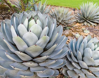 Agave Parryi Truncata Variegated “orizaba “ - Etsy