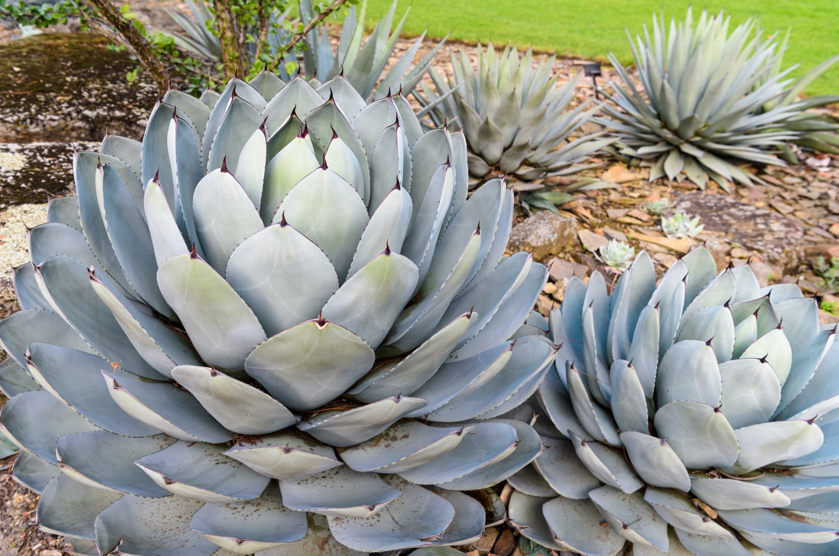 Agave parryi var. truncata （フレキシスピナ）213 Agave parryi var. truncata （フレキシスピナ）213 Agave