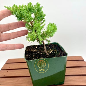 Juniperus procumbens 'Nana' Japanese Garden Juniper / Live Plant Tree / Bonsai Start image 2