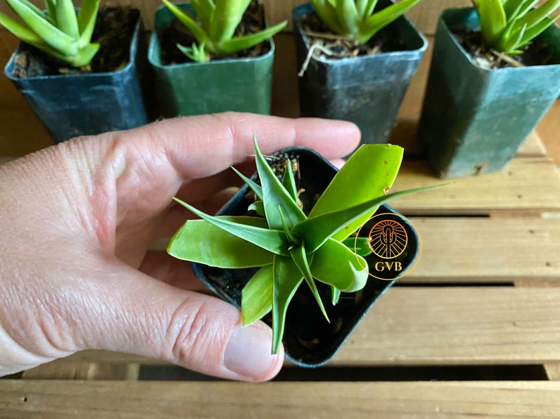 Agave Bracteosa 'calamar' squid Agave / Live Plant / - Etsy