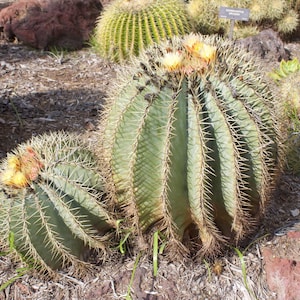Ferocactus glaucescens ( Blue Barrel Cactus ) / 4&quot; Live Plant / Desert Cactus Plant