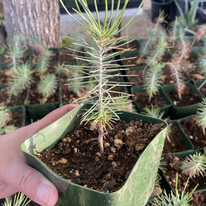 May include: A young pine seedling with slender, light green needles growing in a square green plastic nursery pot filled with dark potting soil. The central stem is thin and woody, supporting a vertical cluster of needles at the top.