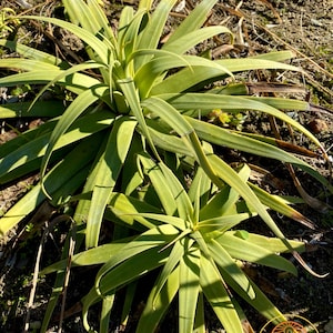 Agave bracteosa &#39;Calamar&#39; (Squid Agave) / Live Plant / Succulent