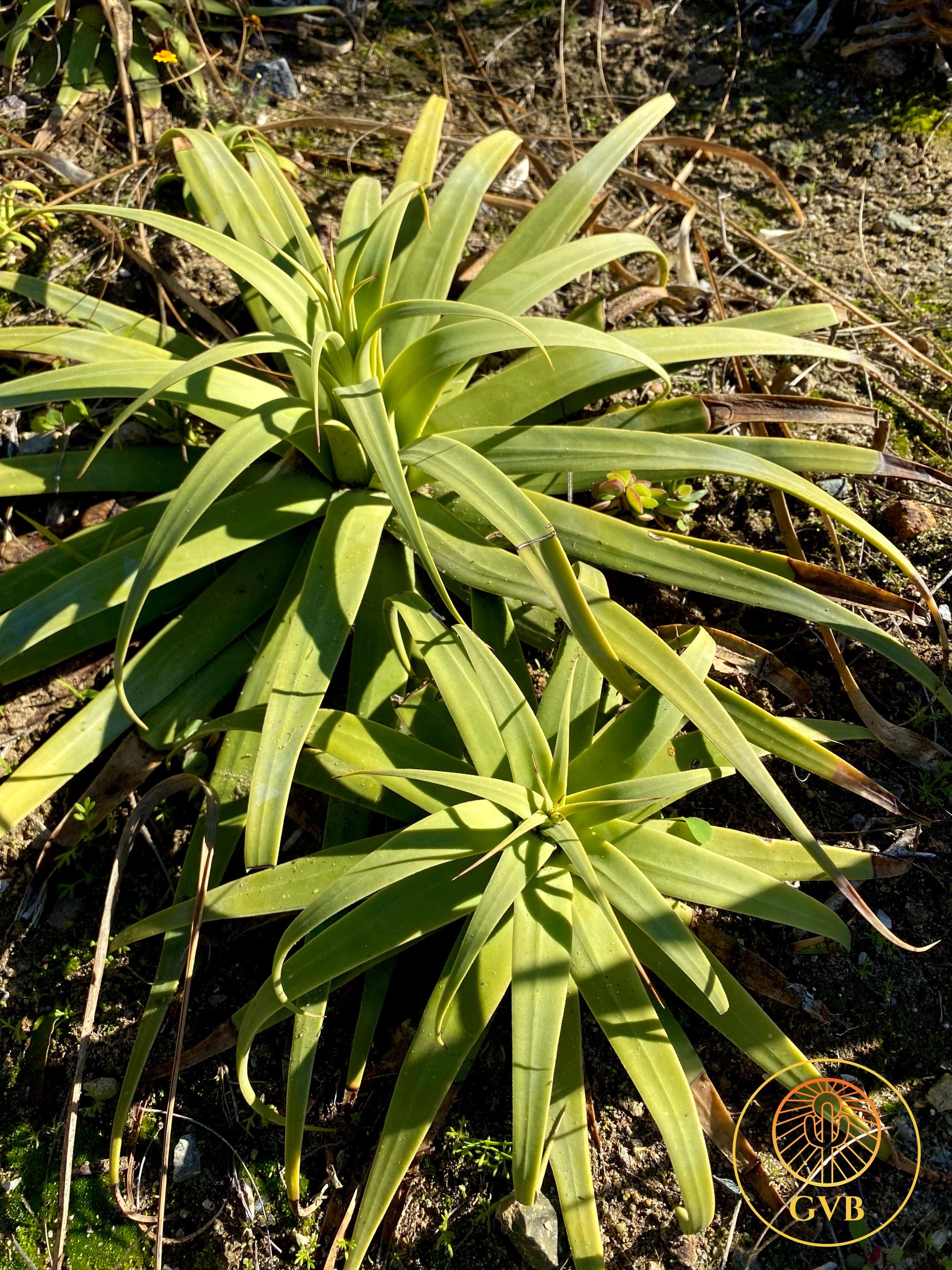 Agave Bracteosa 'calamar' (squid Agave) / 1 Gallon Live Plant ...