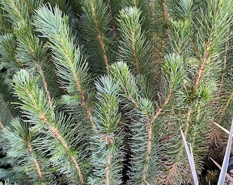 Pinus brutia ‘Eldarica’ (Afghan Mondell Pine Tree) / Live Plant / Great Bonsai Starter Tree
