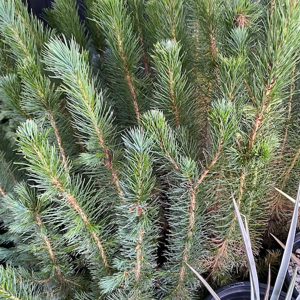 Pinus brutia ‘Eldarica’ (Afghan Mondell Pine Tree) / Live Plant / Great Bonsai Starter Tree