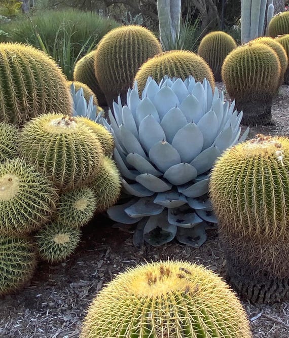 Agave Parryi Var. Truncata (artichoke Agave) / 4” / Live Plant