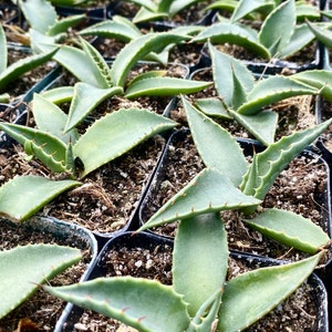 Agave parryi (artichaut agave) / Plante vivante / Plante succulente