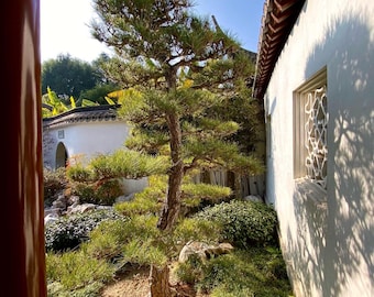 Pinus thunbergii (Japanese Black Pine) / Live Plant / Bonsai Start