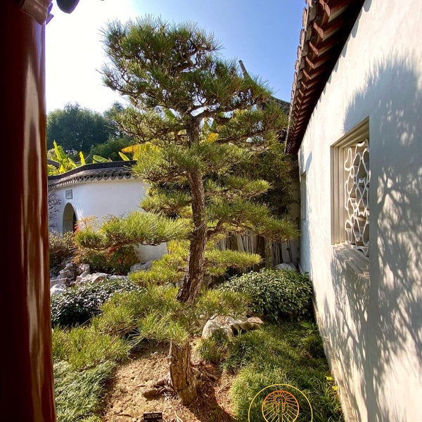 Pinus thunbergii (Japanese Black Pine) / Live Plant / Bonsai Start