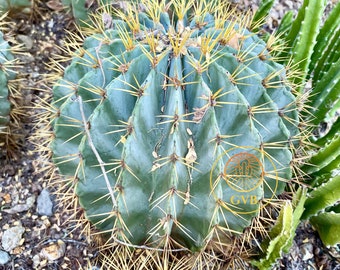Ferocactus glaucescens ( Blue Barrel Cactus ) / Live Plant / Desert Cactus Plant