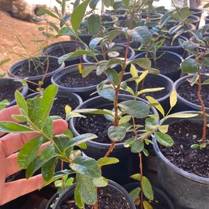 Feijoa sellowiana (Pineapple Guava) / Live Plant / 1 gallon / Delicious Edible Fruit