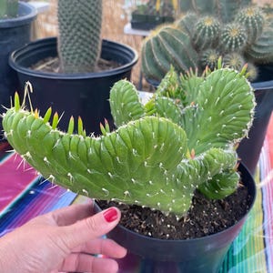 May include: A vibrant green cactus with white spines and yellow tips, potted in a black container. Other cacti in black pots are visible in the background, creating a desert plant theme.