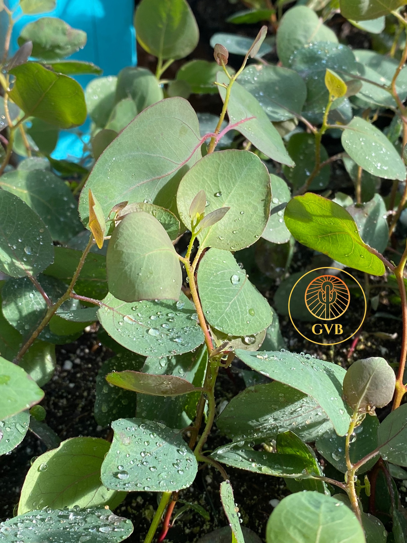 Eucalyptus Polyanthemos silver Dollar Gum Tree / Live Plant Etsy