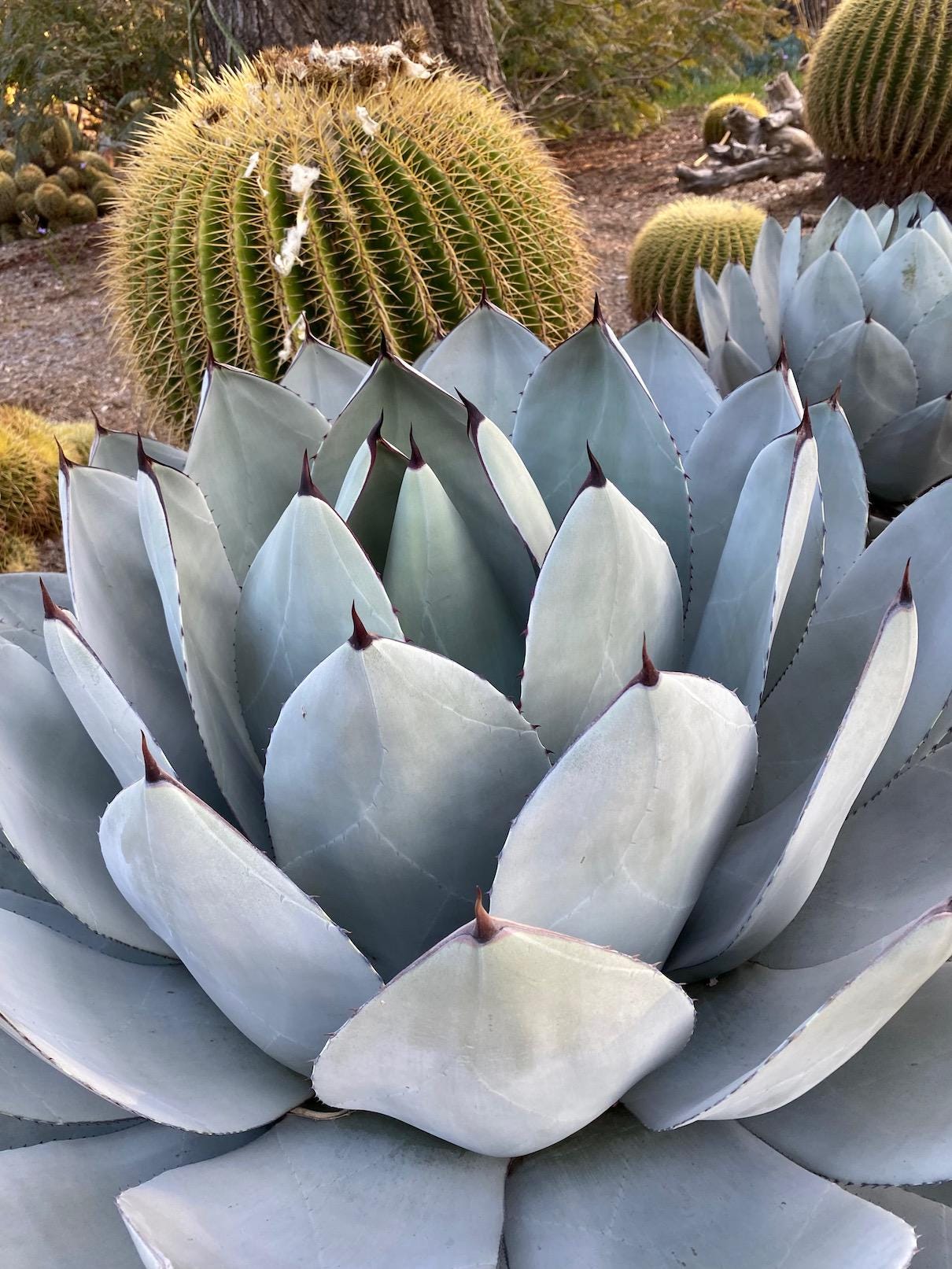 Agave Parryi Truncata - Etsy Agave Parryi Truncata - Etsy