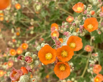 4 Pack of Sphaeralcea ambigua (Desert Globemallow) / Live Plants / Apricot Mallow / Southwest Shrubs