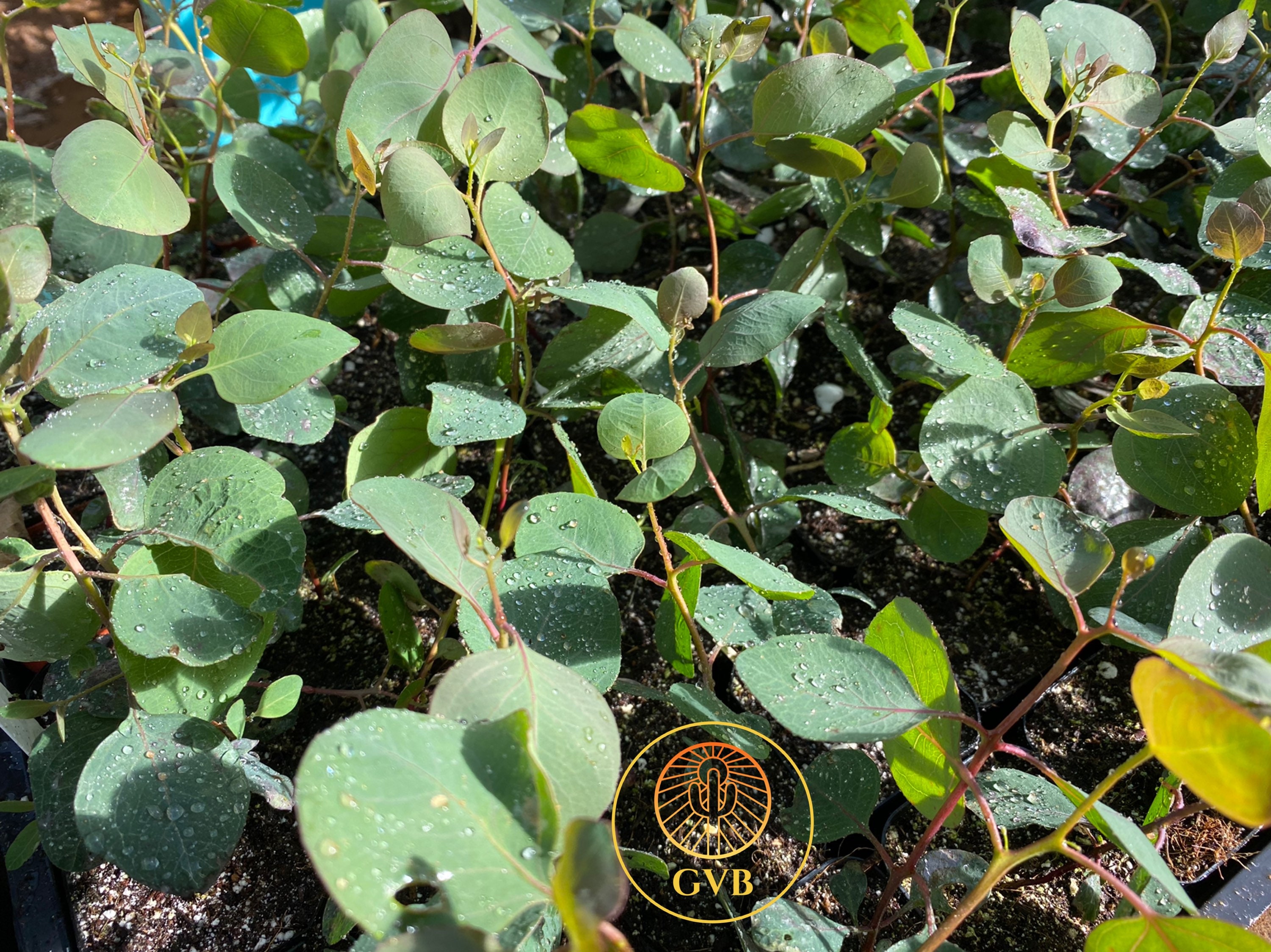 Eucalyptus Polyanthemos silver Dollar Gum Tree / Live Plant Etsy