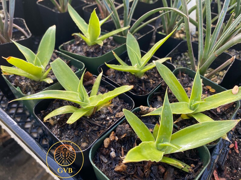 Agave Bracteosa 'calamar' squid Agave / Live Plant / - Etsy