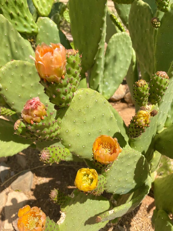 Burbank Spineless Cactus Cuttings: Nopal Pads, Live Plant - Etsy