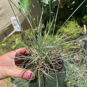 May include: A small, square, dark green plastic nursery pot containing a clump of ornamental grass with thin, pointed, blue-green blades. Some of the lower blades are dry and tan in color, and the plant is rooted in dark potting soil.