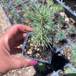 May include: A small blue spruce seedling planted in a square black plastic nursery pot. The young conifer features sharp, needle-like foliage in a muted blue-green hue, with dark potting soil visible around the base of the stem.