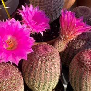 Rainbow Hedgehog Cactus – Echinocereus rigidissimus rubispinus | 3” Live Cactus | Pink Flowering Desert Plant