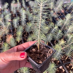 Pinyon Pine Live Plant, Pinus edulis, 2" Pot