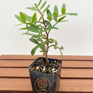 Pistacia lentiscus (Mastic Tree)/ Live Plant