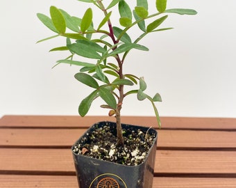 Pistacia lentiscus (Mastic Tree)/ Live Plant