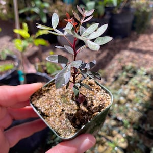May include: A small potted plant with green and red leaves. The plant is in a square green pot filled with sandy soil. The plant is held by a person's hand, with other plants visible in the background.