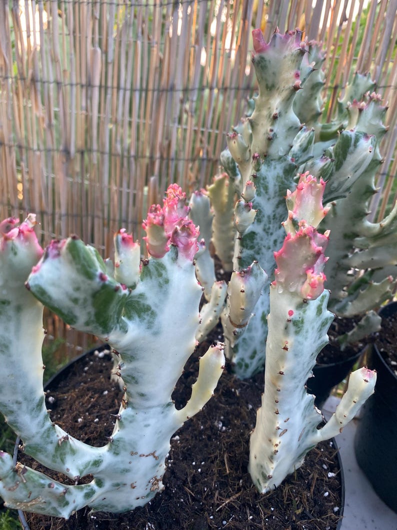 Euphorbia lactea variegata