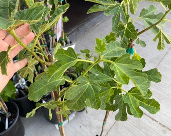 Fig 'Kadota' / Live Plant / Fruiting Fig Tree