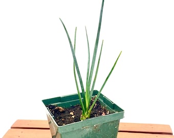 Hesperaloe parviflora ‘Yellow Sun’ / (Yellow Hummingbird Yucca) / Live Plant / Southwest Native Plant