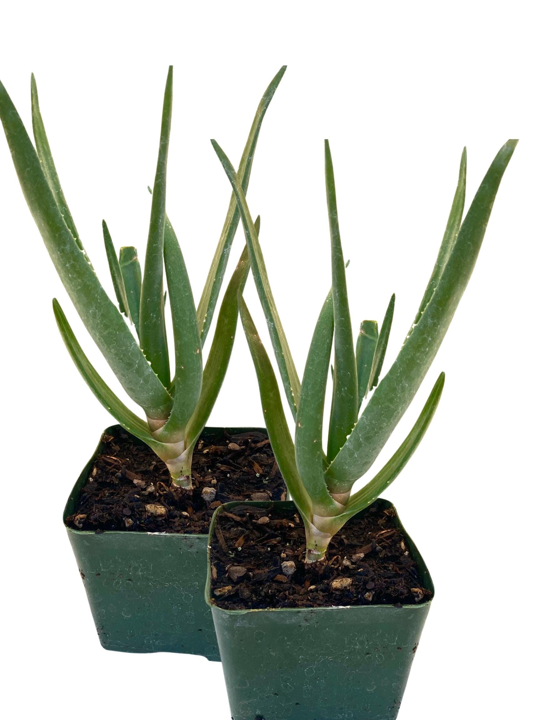 Aloe dichotoma - Dichotoma Etsy | 4in RIMO'S dichotomaアロエ