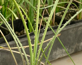 Dasylirion acrotriche ( Green Desert Spoon ) / Live Plant / Green Sotol / Southwest Native Desert Plant