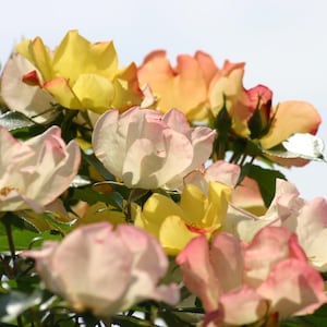 May include: Close-up of a cluster of roses in full bloom. The flowers display a gradient of colors, from pale pink to yellow and orange. Green leaves and stems are visible, with a bright sky in the background.