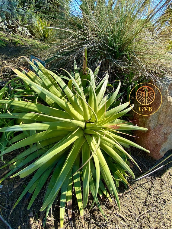 Agave Bracteosa 'calamar' squid Agave / Live Plant / - Etsy