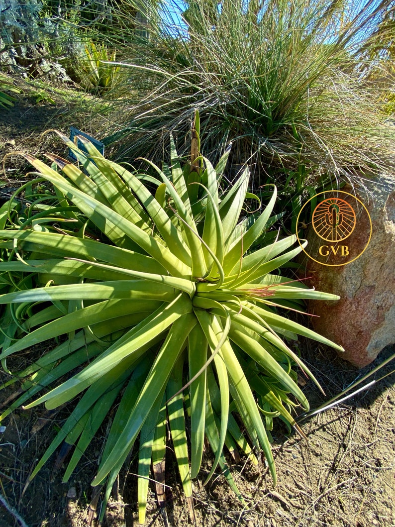 Agave Bracteosa 'calamar' (squid Agave) / 1 Gallon Live Plant ...