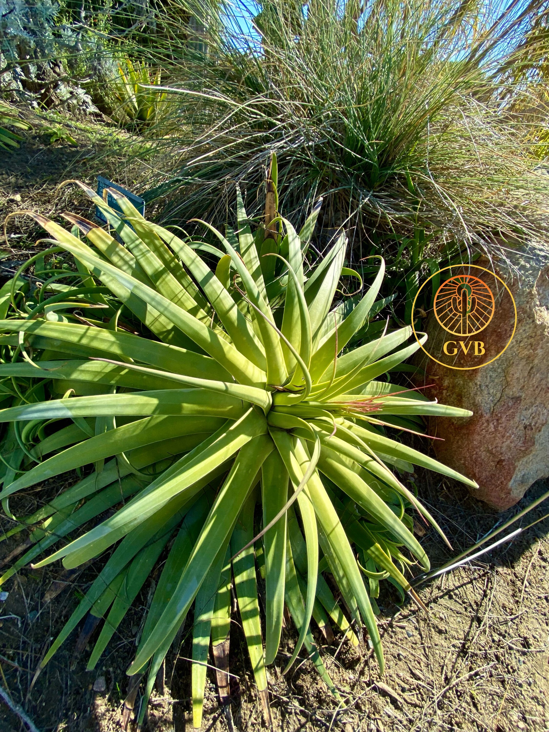 Agave Bracteosa 'calamar' (squid Agave) / 1 Gallon Live Plant ...