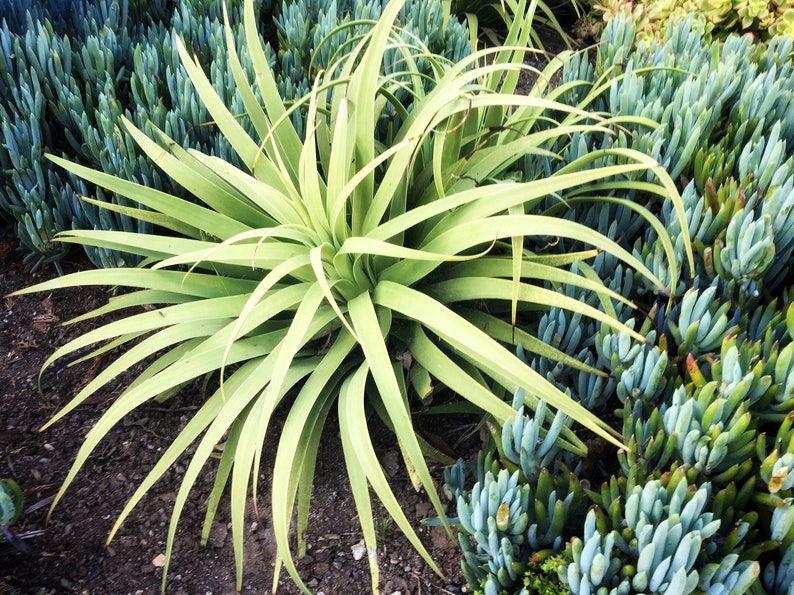 Agave Bracteosa 'calamar' (squid Agave) / 1 Gallon Live Plant ...
