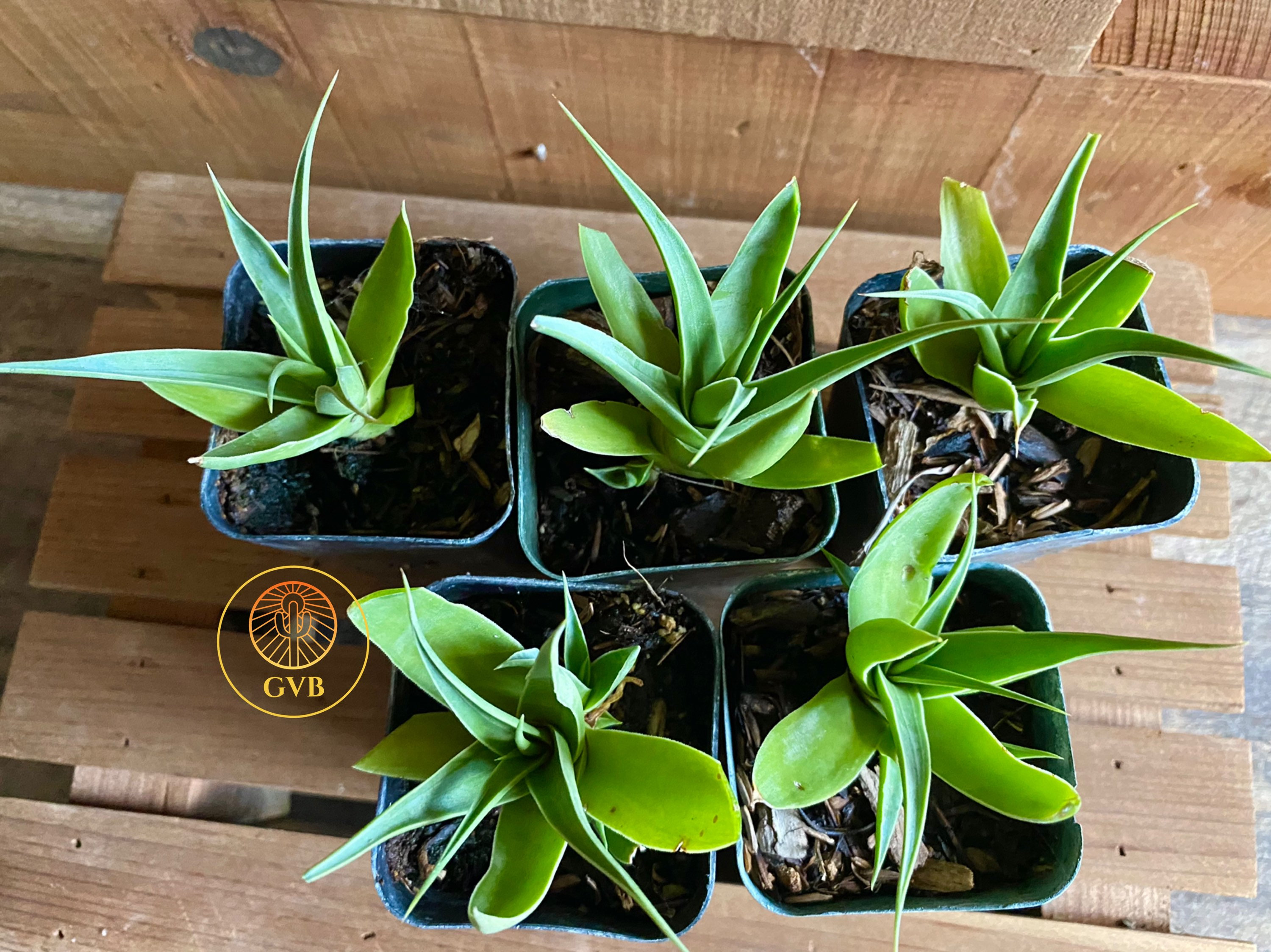 Agave Bracteosa 'calamar' squid Agave / Live Plant / - Etsy