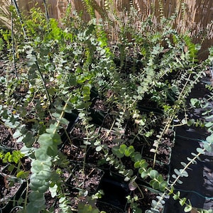 Eucalyptus pulverulenta ‘Baby Blue’ (Florist Silver Dollar) / 4” Pot / Live Plant
