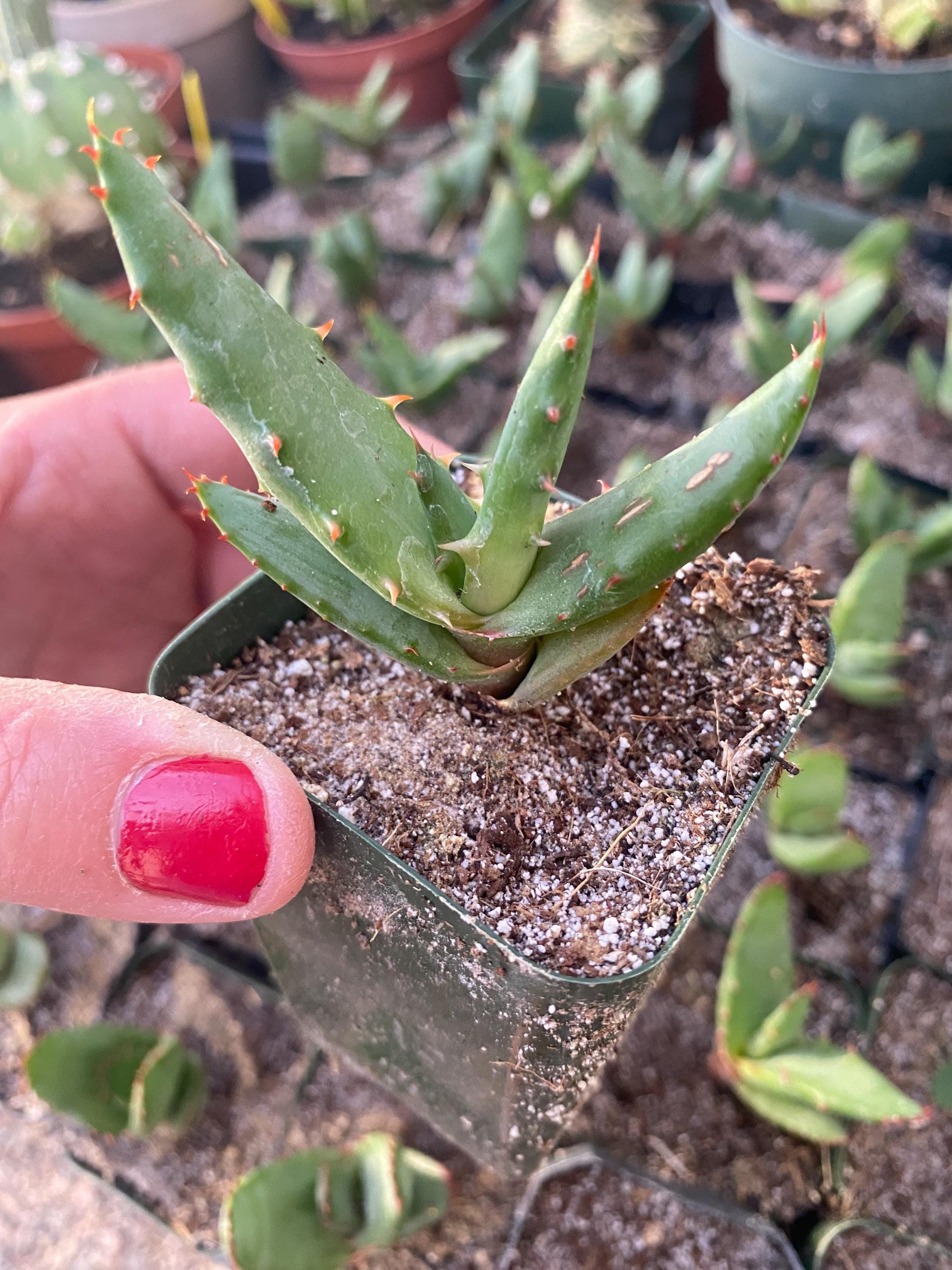 Red Aloe Vera - Etsy