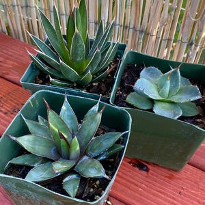 The Agave Special | Agave 3-Pack | Agave parryi var. truncata (Artichoke Agave) | Agave &#39;Little Shark&#39; | Agave Ocahui | 4&quot; Live Plants