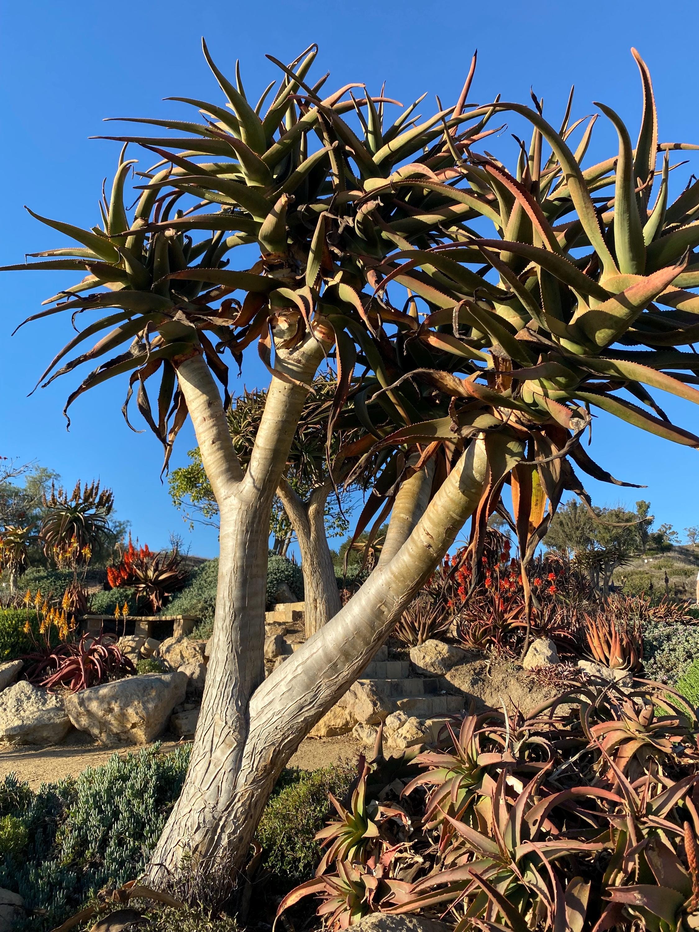 Two Hercules Aloe Tree Plants (aloidendron 'hercules')  Live 4 Starter  Plants  Tree Succulent - Etsy