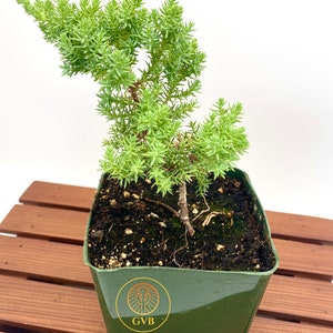 Juniperus procumbens 'Nana' Japanese Garden Juniper / Live Plant Tree / Bonsai Start image 1