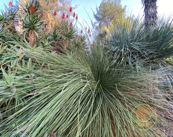 Dasylirion longissimum ( Mexican Grass Tree ) / Live Plant / Southwest Native Desert Plant